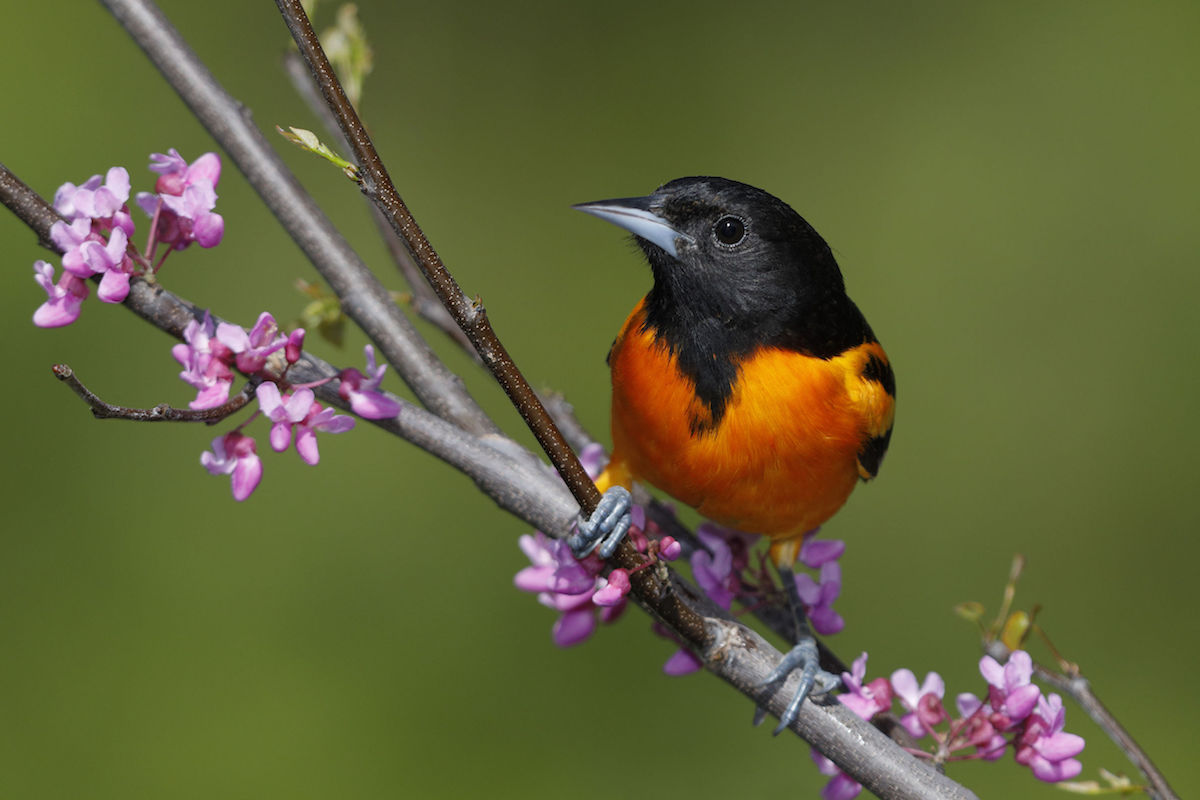 Image for “Spring reading is for the birds”, Finding Your Bliss