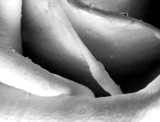 Rose in black and white